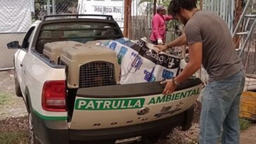 perritos Cuernavaca