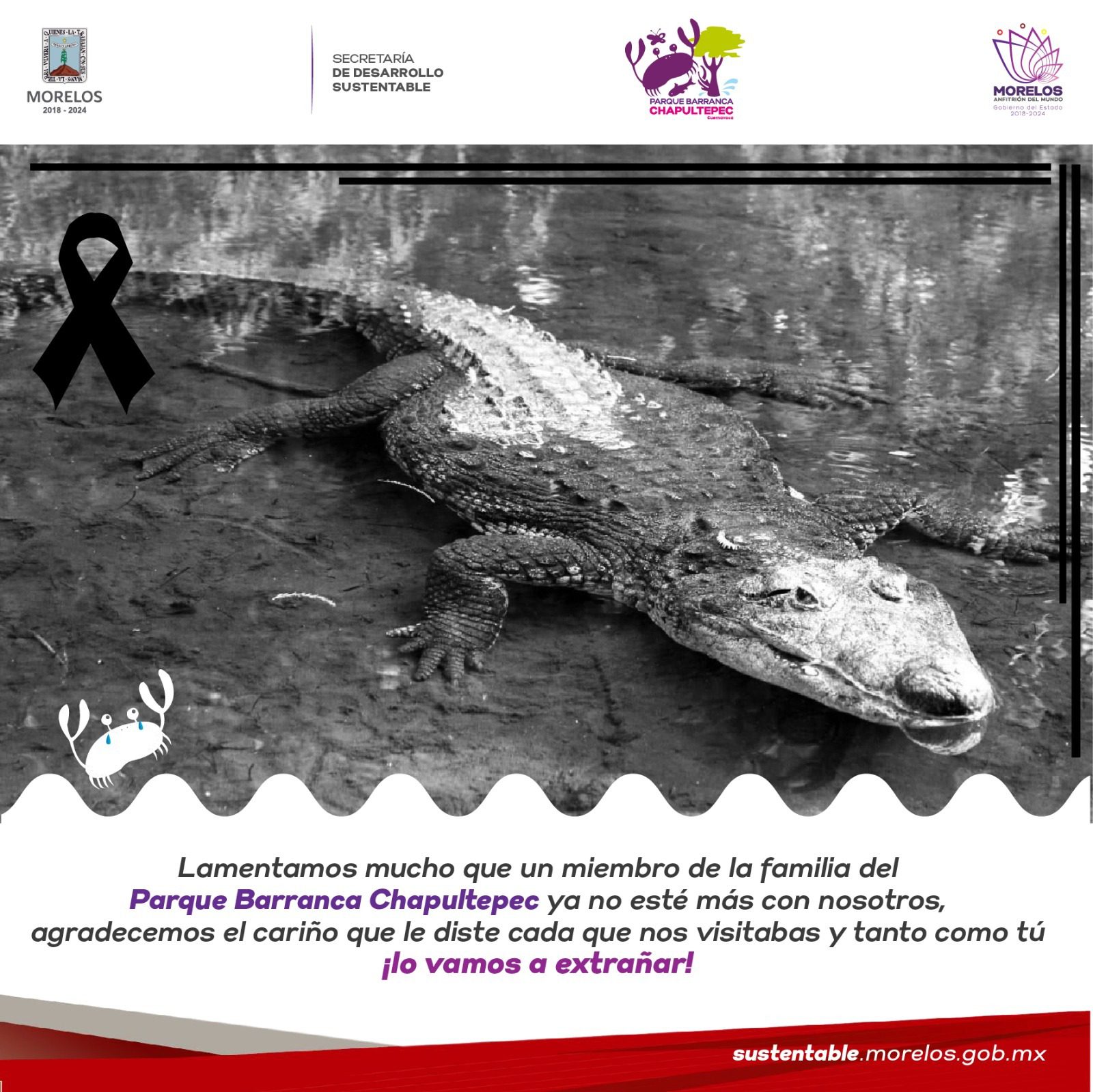 Fallece cocodrilo que habitaba en Parque Estatal Urbano Barranca Chapultepec