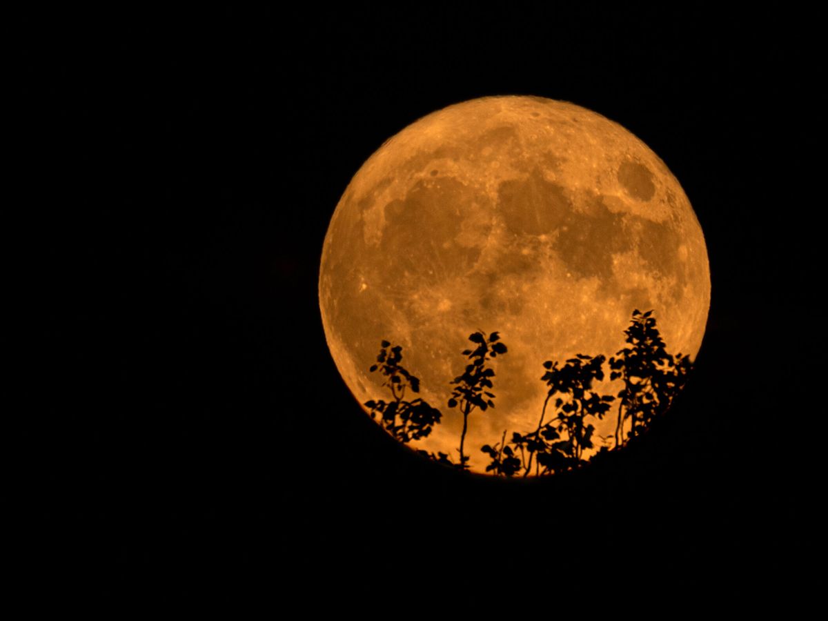 luna de ciervo 