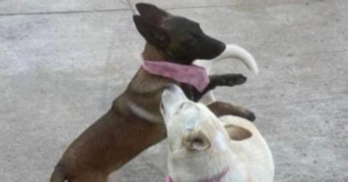 Cachorras