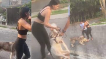Denuncian a mujer por ordenar a su perro atacar a otro lomito