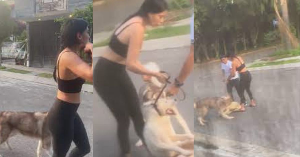 Denuncian a mujer por ordenar a su perro atacar a otro lomito