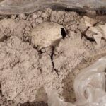 Descubren huevo fósil de flamenco un poco más de ocho mil años