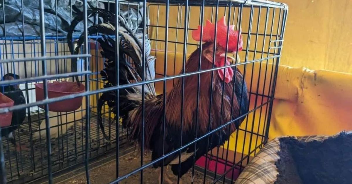 Gallo