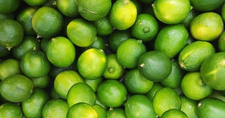 Productores de limón reanudan actividades en Michoacán