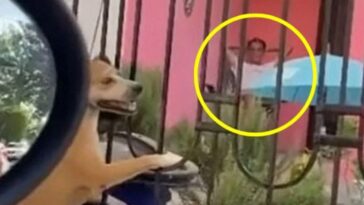 (VIDEO): Hombre cuelga a su perrita hasta morir