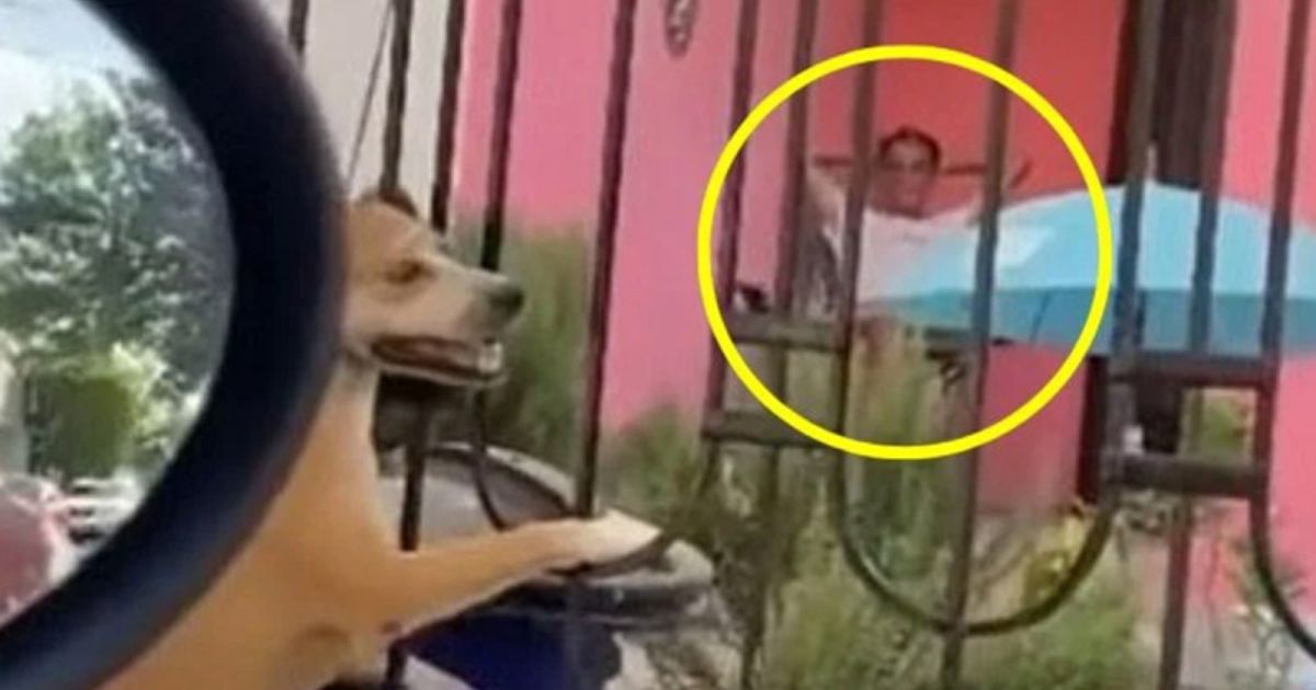 (VIDEO): Hombre cuelga a su perrita hasta morir