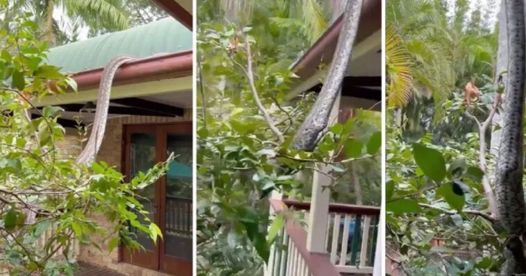 (VIDEO): Pitón de cinco metros se desliza por el techo de casa de familia australiana