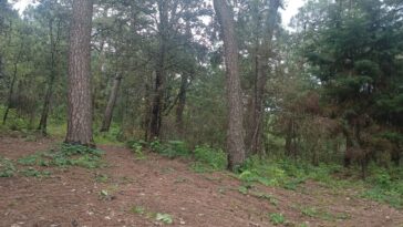 Víctor Mercado da inicia a programa de reforestación en Ejidos de Chamilpa