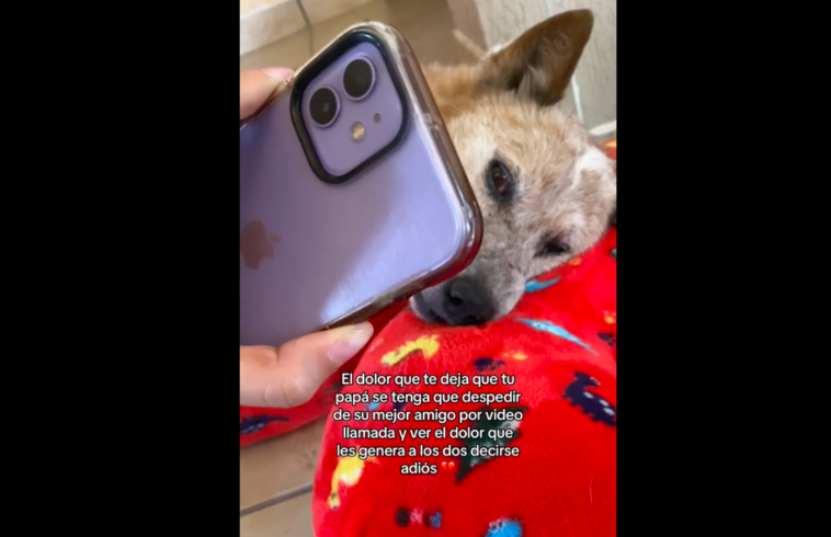 se despide de su perro por videollamada