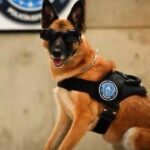 Agente canina muere al ser olvidada dentro de auto