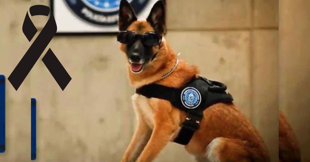 Agente canina muere al ser olvidada dentro de auto. Noticias en tiempo real