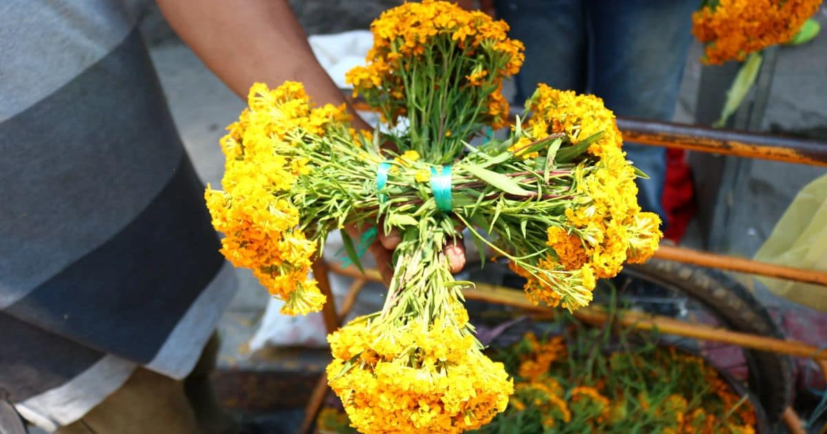 Cruces de pericón una tradición ancestral. Noticias en tiempo real