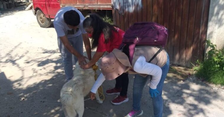 Invitan a llevar a sus mascotas a ponerse la vacuna antirrábica