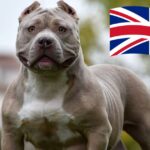 Reino Unido prohíbe la raza de perros American Bully XL