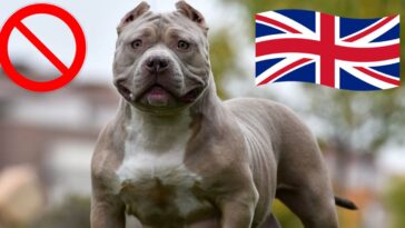 Reino Unido prohíbe la raza de perros American Bully XL