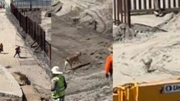 (VIDEO): Perrito también busca el sueño americano y cruza frontera
