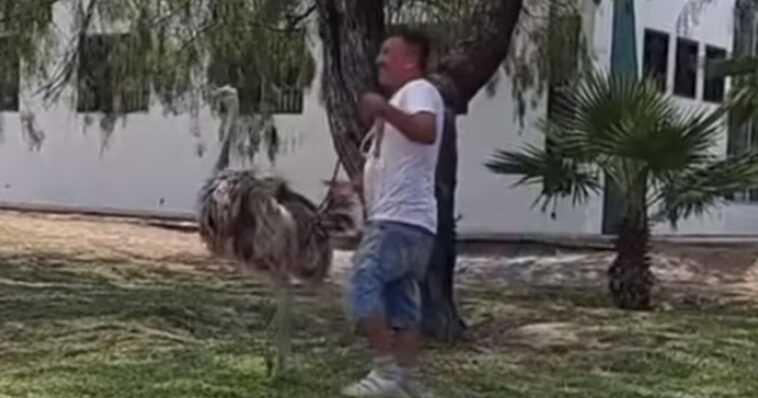 (VIDEO): Se capta a hombre pasear su avestruz en Nuevo León
