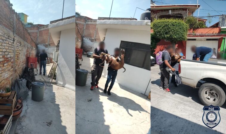 pitbull albergue Jiutepec