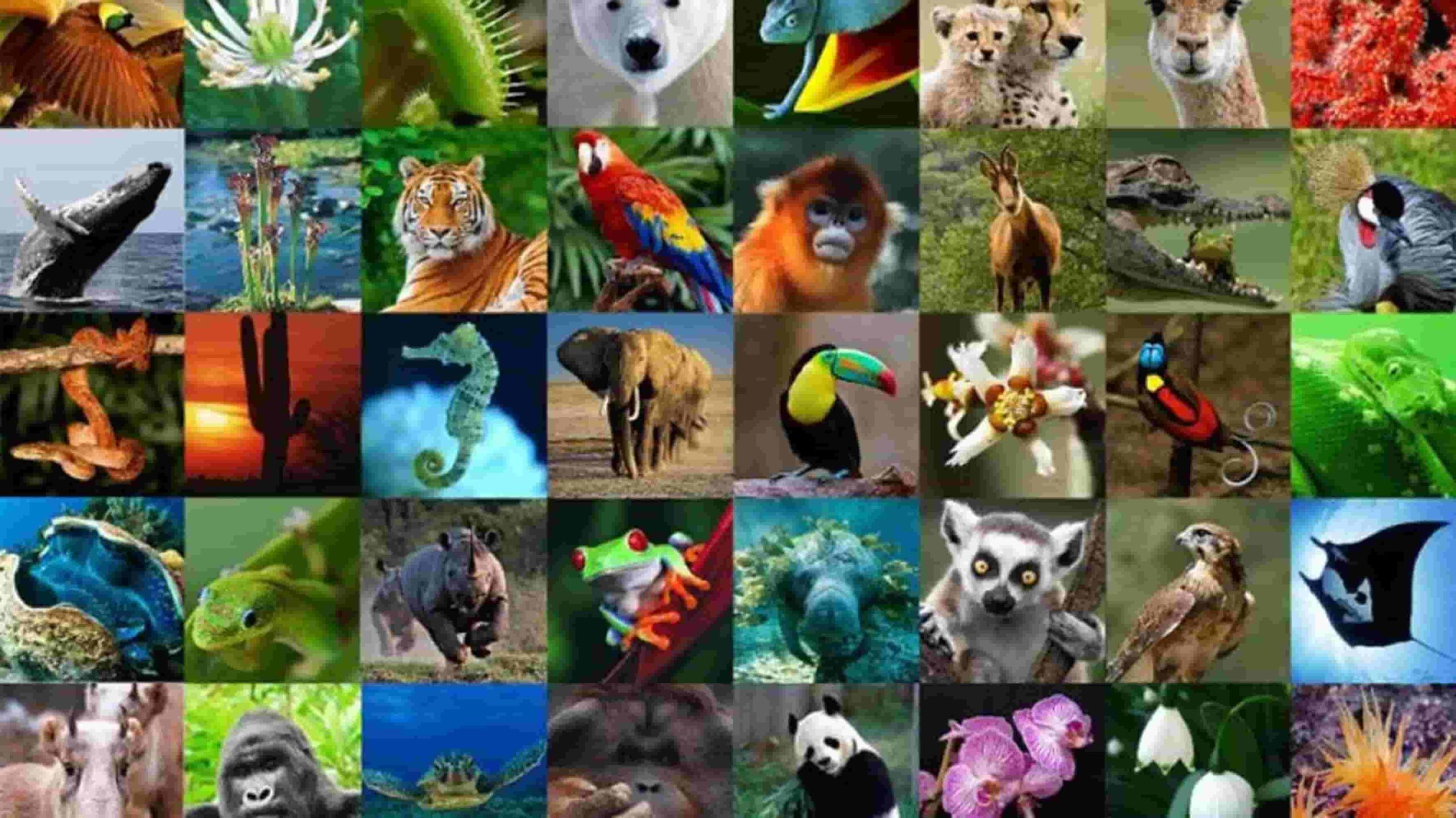 flora y fauna de méxico