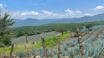 maguey mezcalero Morelos