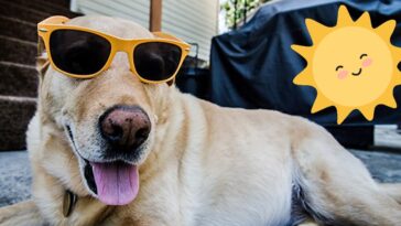 ciuda a tus mascotas durante el Eclipse