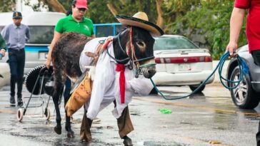 carrera de burros Yecapixtla
