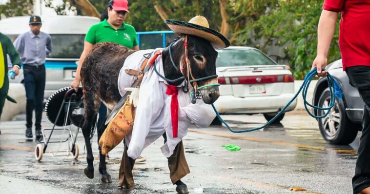 carrera de burros Yecapixtla