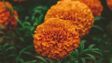 origen de la flor de cempasúchil