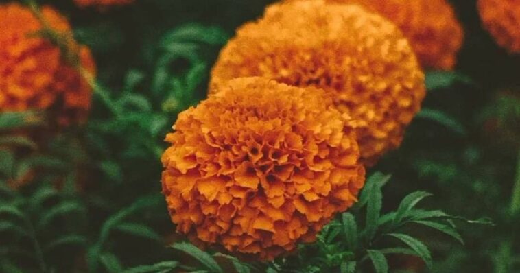 origen de la flor de cempasúchil