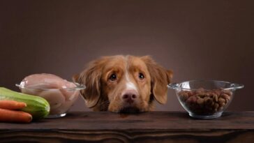 Estos son los alimentos que no deben ingerir tus perritos
