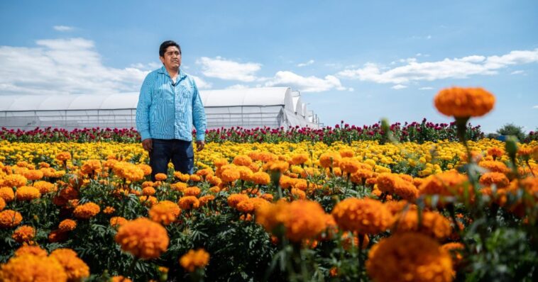 Hacen llamado a mantener la tradición del cultivo de cempasúchil