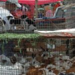 Prohíben venta de animales en mercados de CDMX