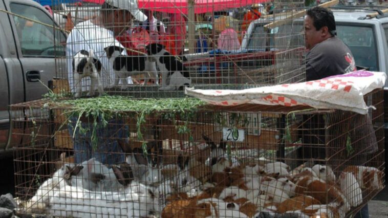 Prohíben venta de animales en mercados de CDMX