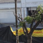 Inicia procedimiento administrativo por la afectación de seis árboles en avenida Morelos