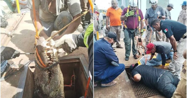 Rescatan a cocodrilo atrapado en tubería de alcantarillas en Tamaulipas