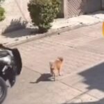 (VIDEO): Policías atropellan a perrito, minutos después falleció