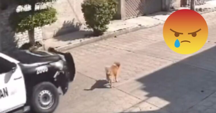(VIDEO): Policías atropellan a perrito, minutos después falleció
