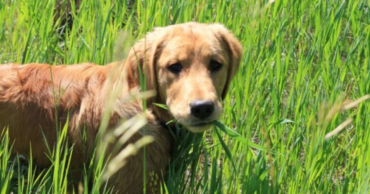 ¡Cuidado! Estas plantas pueden ser tóxicas para tus perritos