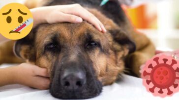 ¿Pandemia canina? Esto sabemos