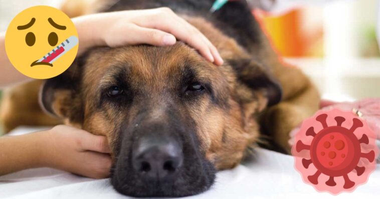 ¿Pandemia canina? Esto sabemos