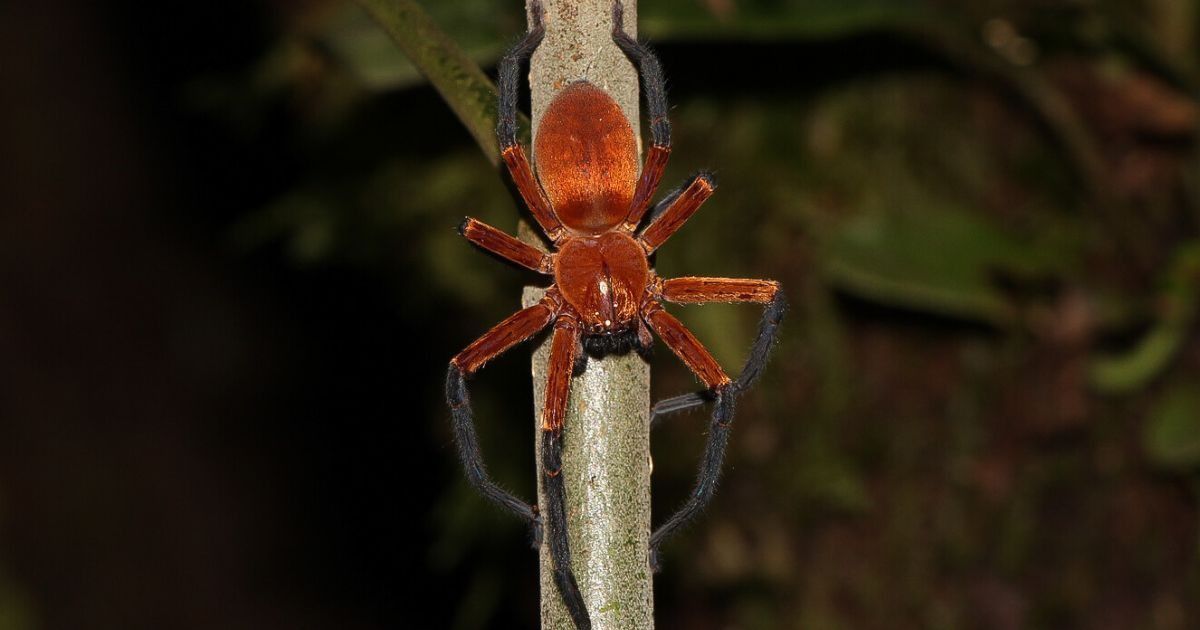 Araña Cangrejo