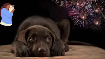 Esto puedes hacer para que tu perrito no se asuste con los fuegos artificiales