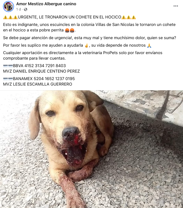 Niño truena cuete en hocico de una perrita