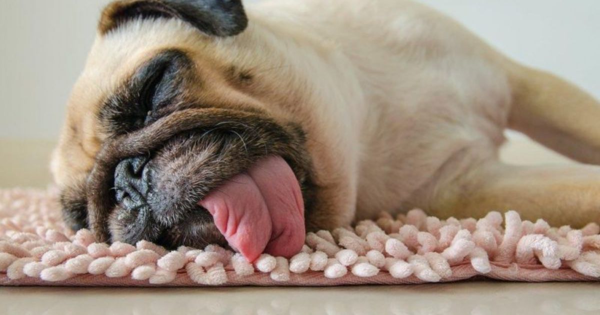 primeros auxilios para perrito desmayado