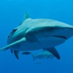 ¿Qué tan peligroso es un Tiburón Toro?