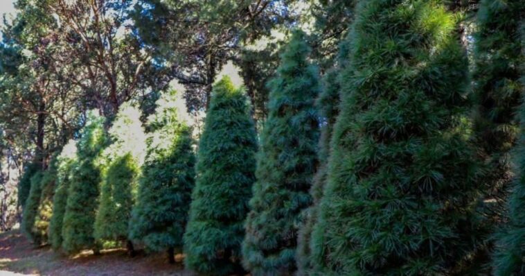 Dónde tirar el árbol de NAVIDAD