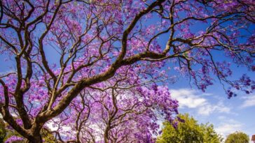 Comienzan a florecer árboles de jacarandas en CDMX