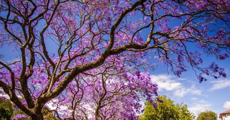 Comienzan a florecer árboles de jacarandas en CDMX