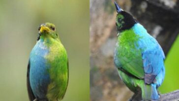 Descubren extraña ave mitad macho y mitad hembra en Colombia